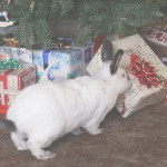 xmas rabbit