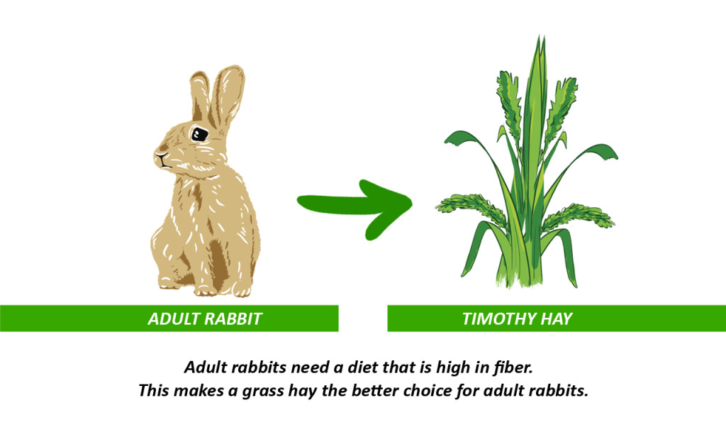 Timothy hay for rabbits is high in fiber and tastes great A great rabbit hay that is higher in fiber is timothy hay for rabbits.