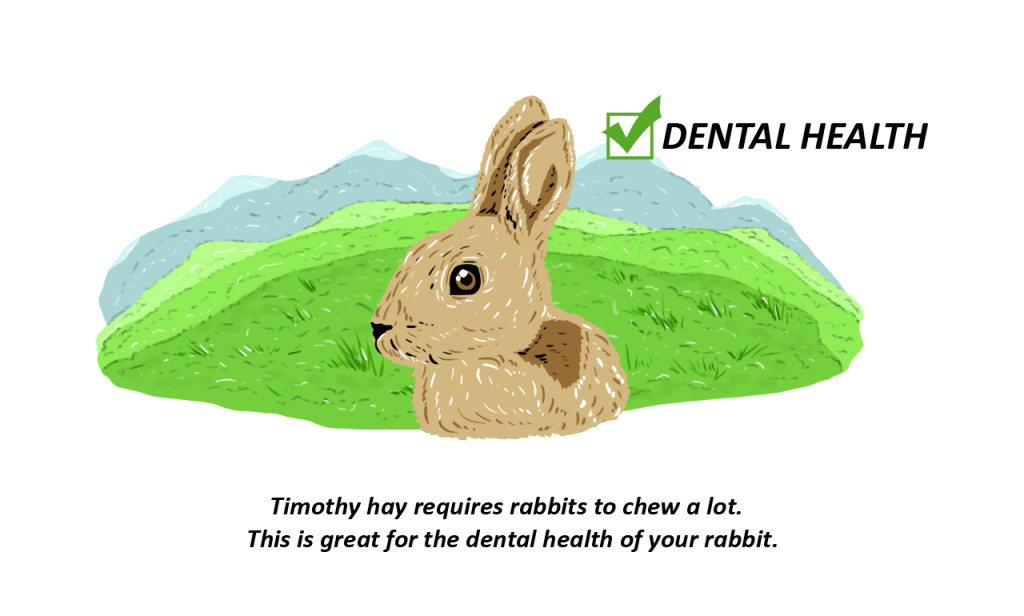 Rabbit hay is important for dental health Everyone knows rabbit hay is important for digestive health, another huge role that quality rabbit hay plays is providing the chewing material your rabbit needs for good dental health.