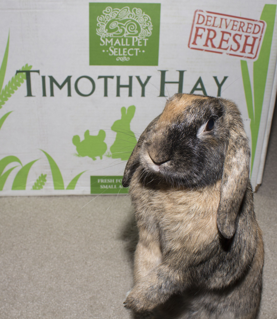 Looking for high quality rabbit hay? Small Pet Select offers high quality rabbit hay delivered fresh to your door. Rabbits simply love this hay!