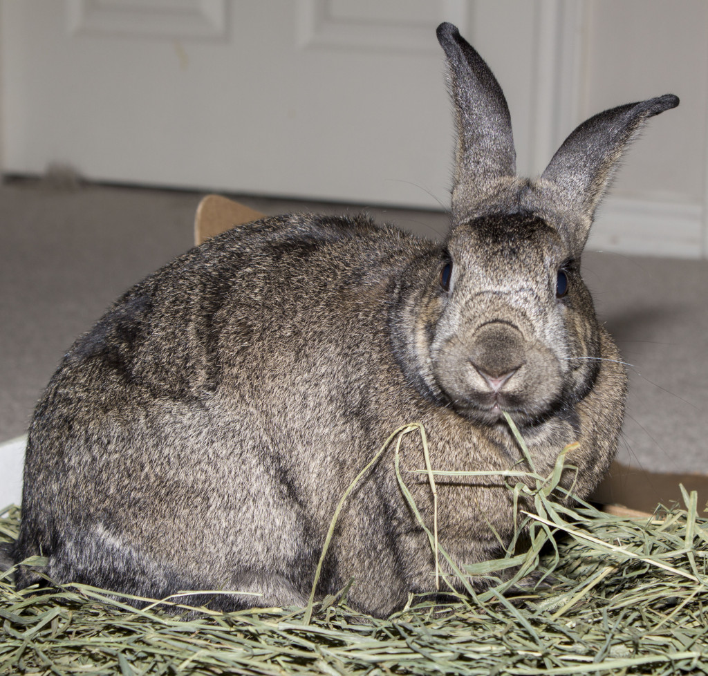 High quality rabbit hay is important for the health and happiness of house rabbits. High quality rabbit hay is important for the health and happiness of house rabbits.