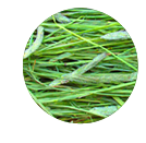 Read more about timothy hay for guinea pigs