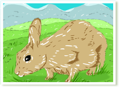 Read more about timothy hay for rabbit