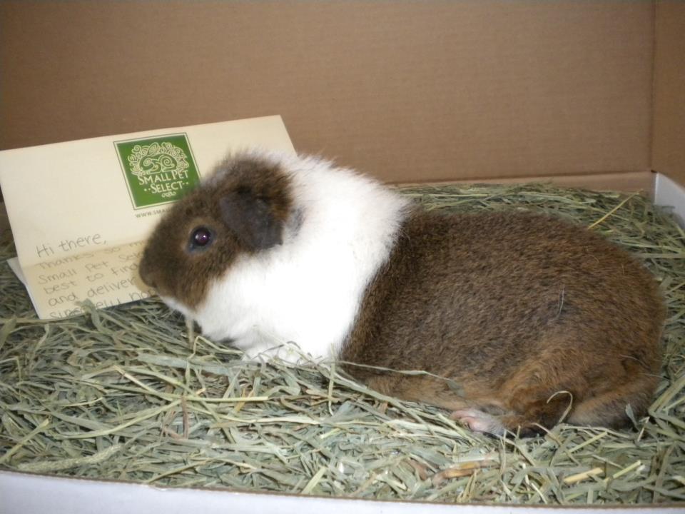 How Many Babies Does A Guinea Pig Have At Once Paperwingrvice web How Many Babies Does A Guinea Pig Have At Once Paperwingrvice web