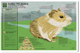 Hay for a guinea pig diet