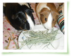 Guinea pigs and rabbits love this timothy hay