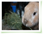 These rabbits are eating Small Pet Select timothy hay