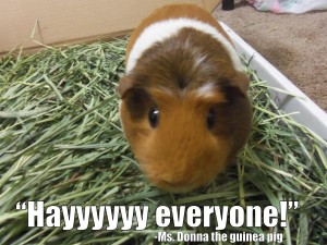 hayyyyyyeveryone