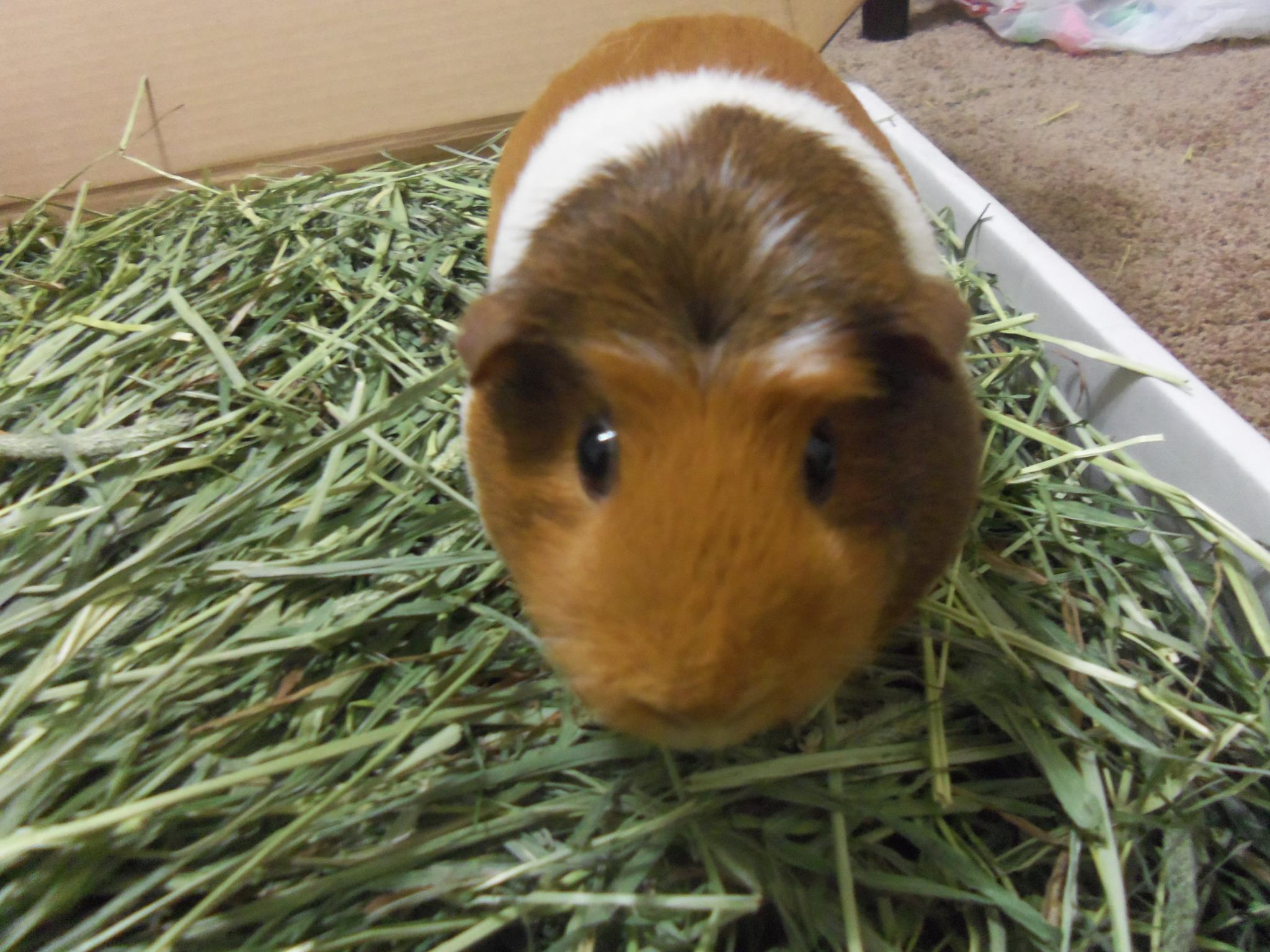 Timothy Hay For Rabbits Guinea Pigs Chinchillas Small Pet Select