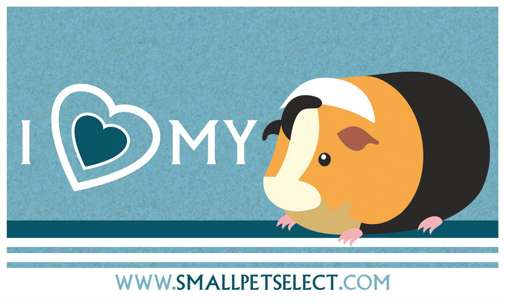 Guinea-Pig-Sticker