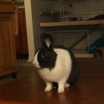 Clover The Rabbit