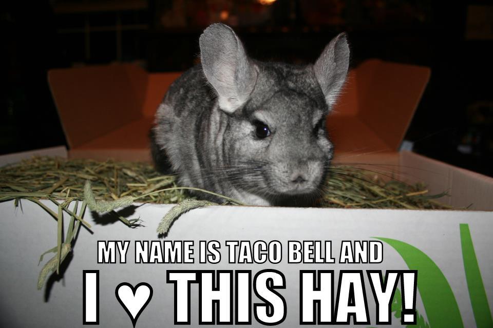 Dust, Pellets & Timothy Hay = Chinchilla Happiness - Small Pet Select