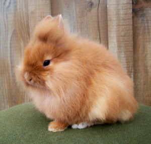 brown long haired rabbit