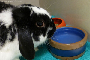 rabbit drinking out of water bowl