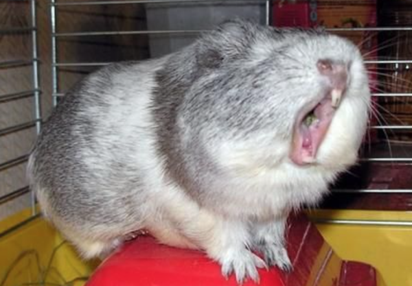 guinea pig guinea pig mouth open