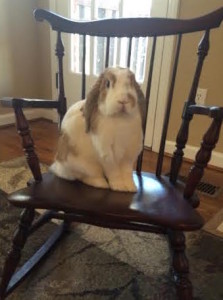 satisfied customer, rabbit in chair, lop eared rabbit