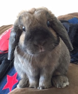 rabbit with great expression, curious rabbit, sweet rabbit, lop rabbit