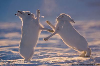 rabbits boxing