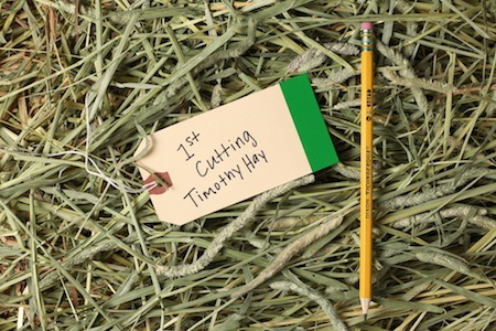 first cut timothy hay first cut timothy hay