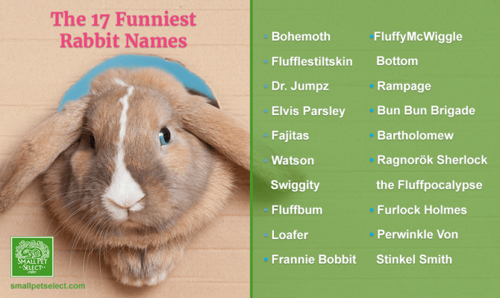 pet rabbit names pets world pet rabbit names pets world