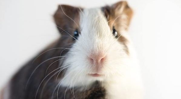 guinea-pigs-dont-like-parties guinea pigs don't like parties