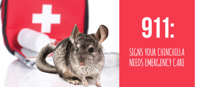 signs your chinchilla needs emergency care