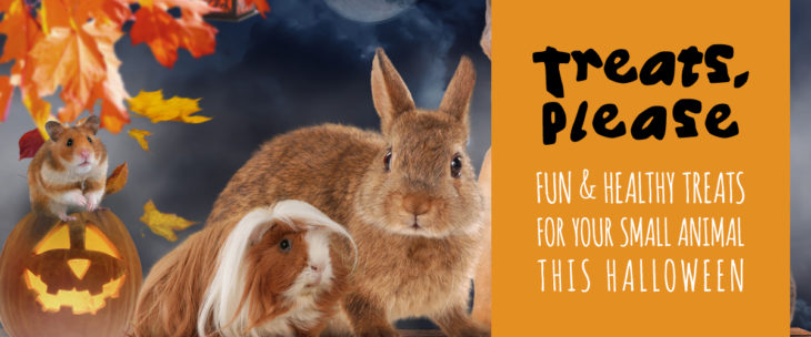 fun and healthy treats for your small animal