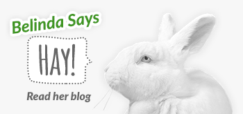 Belinda the Rabbit says to read her blog