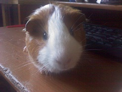 Guinea Pig Constipation