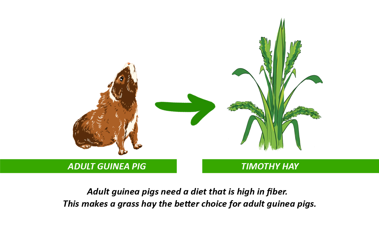 High Fiber Timothy Hay for Adult Rabbits And Guinea Pigs