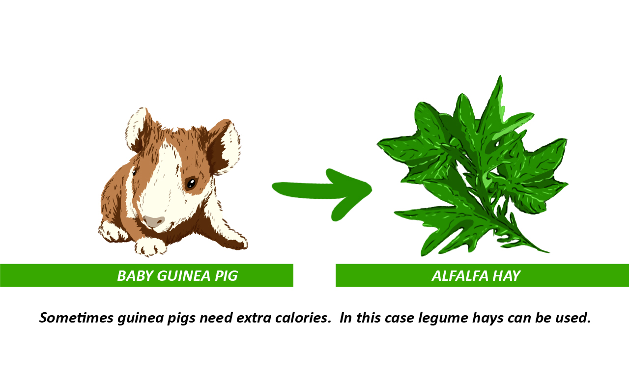 Alfalfa Hay is good for baby guinea pigs and rabbits