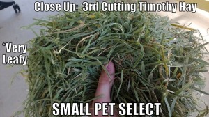 close up picture of third cutting timothy hay