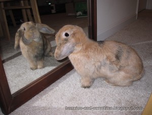 obese rabbit, fat rabbit, overweight rabbit, hepatic lipidosis