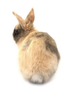 rabbit butt