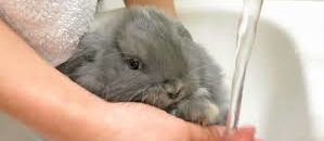 Bathing bunny bums