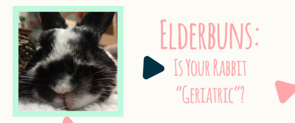 elderbuns is your rabbit geriatric