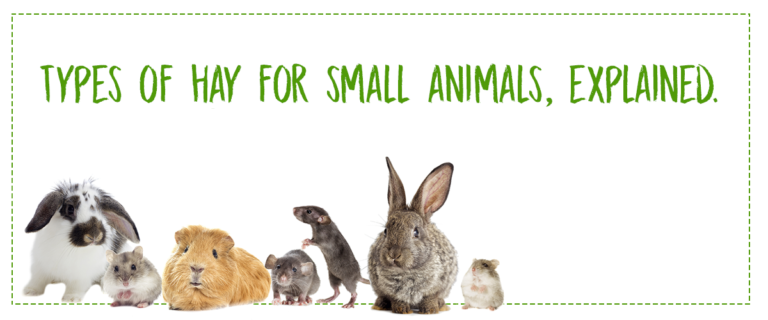 Types of hay for small animals, explained.