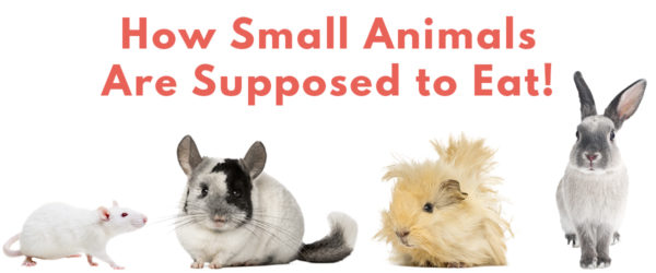 how small animals are supposed to eat