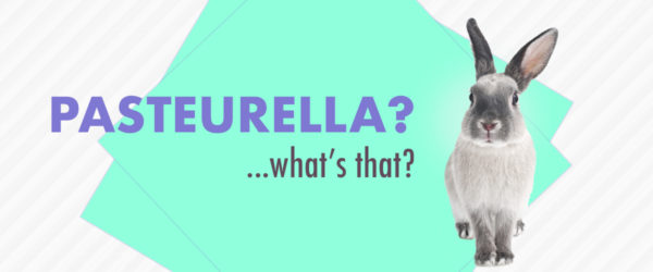 What is Pasteurella?