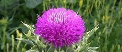 milk thistle for your pet