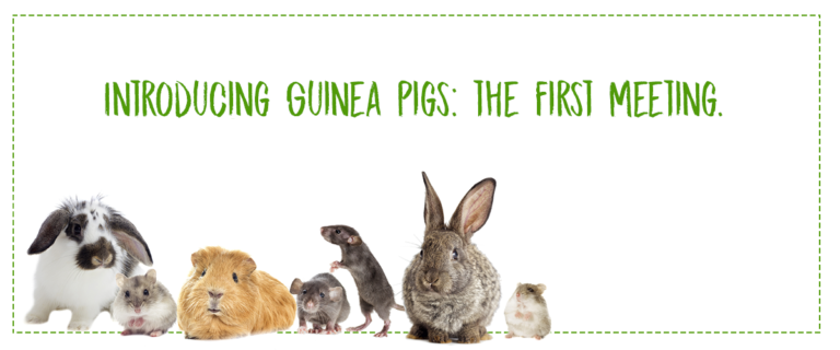 Introducing Guinea Pigs: the first meeting.