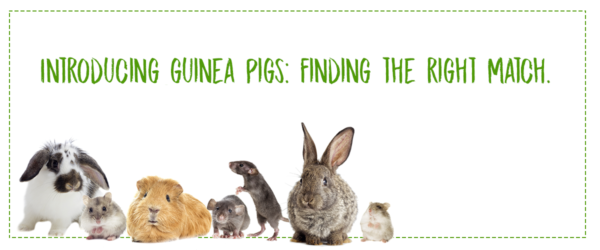 Introducing guinea pigs: finding the right match.