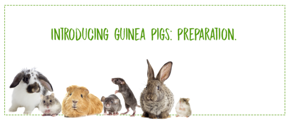 Introducing guinea pigs: preparation.