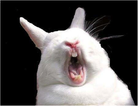 Rabbit communication: rabbits don't hold back, so listen up! | Small