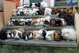 guinea pig herd, group of guinea pigs