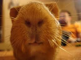 guinea pig nose, guinea pig smell, guinea pig introductions