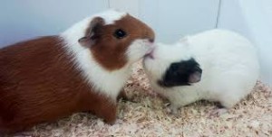guinea pig dominance, guinea pig introductions, introducing guinea pigs