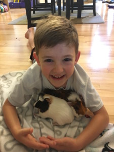 boy and guinea pigs