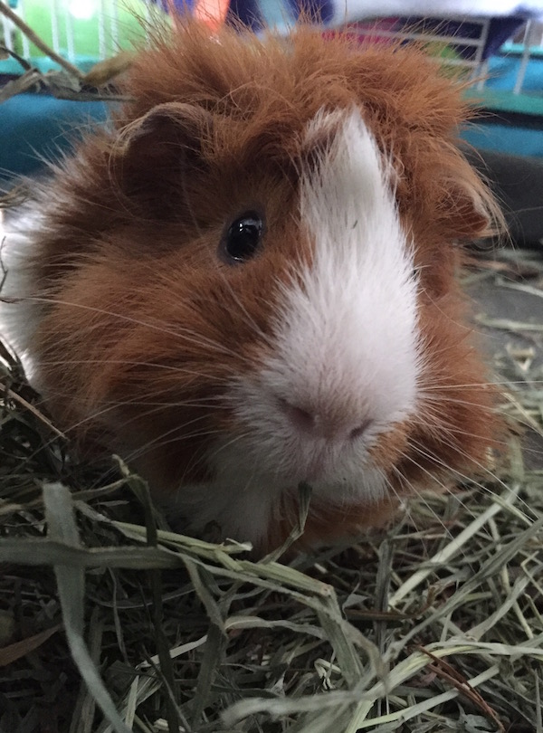 guinea pigs need unlimited timothy hay