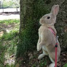 house rabbit, rabbit diet, rabbit care, guinea pig care, chinchilla care, yard